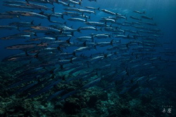 School of Barracuda, shot at the Geyser bank by Takma Lherminier 